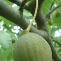 Davidia involucrata fruit